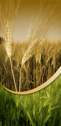 Rohstoff-Trading mit Agrarrohstoffen